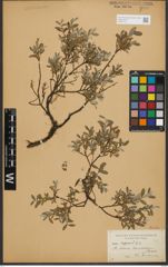 Foto von Salix repens L.